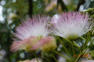 Albizia julibrissin       